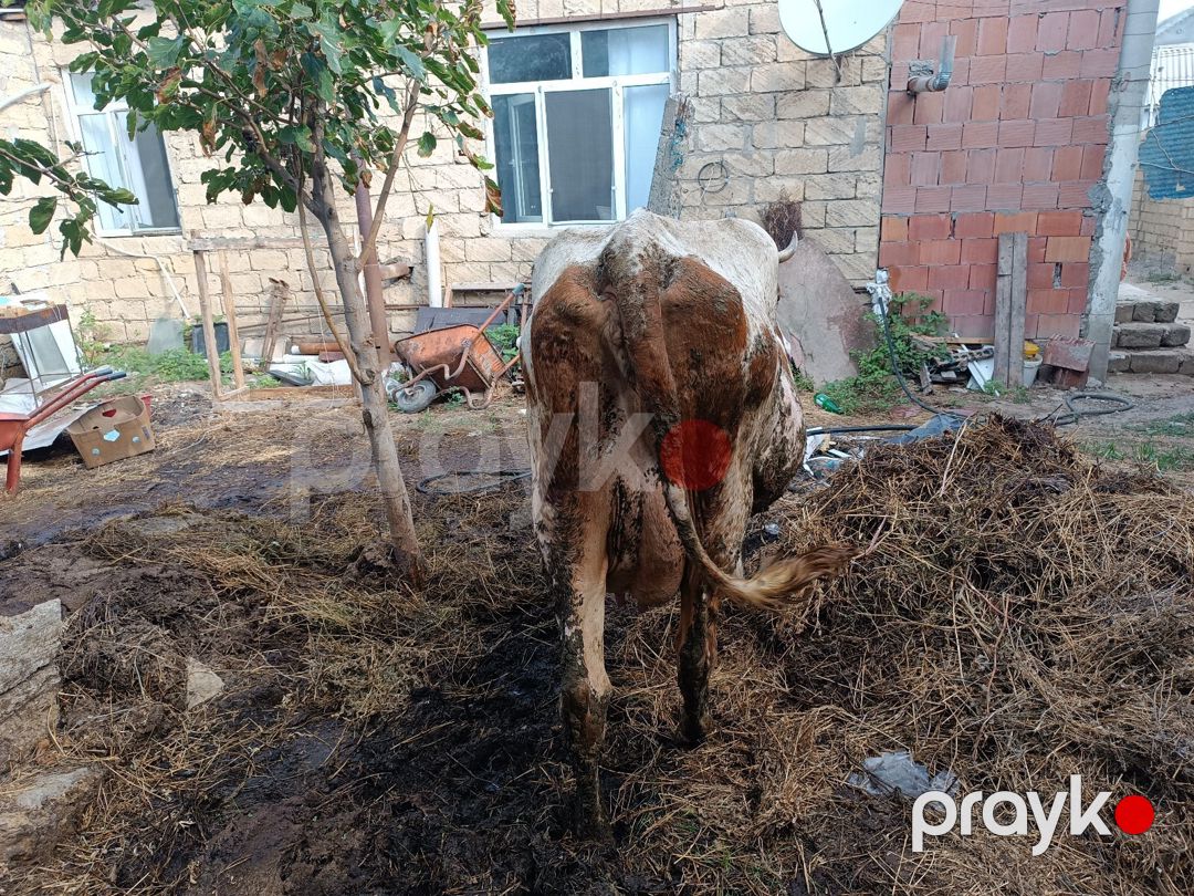 Simmental mələzi — Kənd təsərrüfatı heyvanları, Bakı (3)
