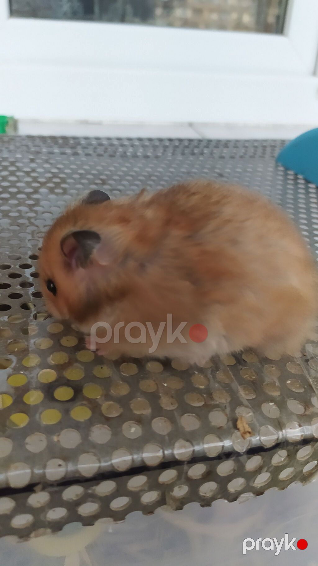 Xamyaklar Hamster. Uşaqların sevinci. Əldə oynayan xamyaklar — Kəmiçilər, Xırdalan (4)