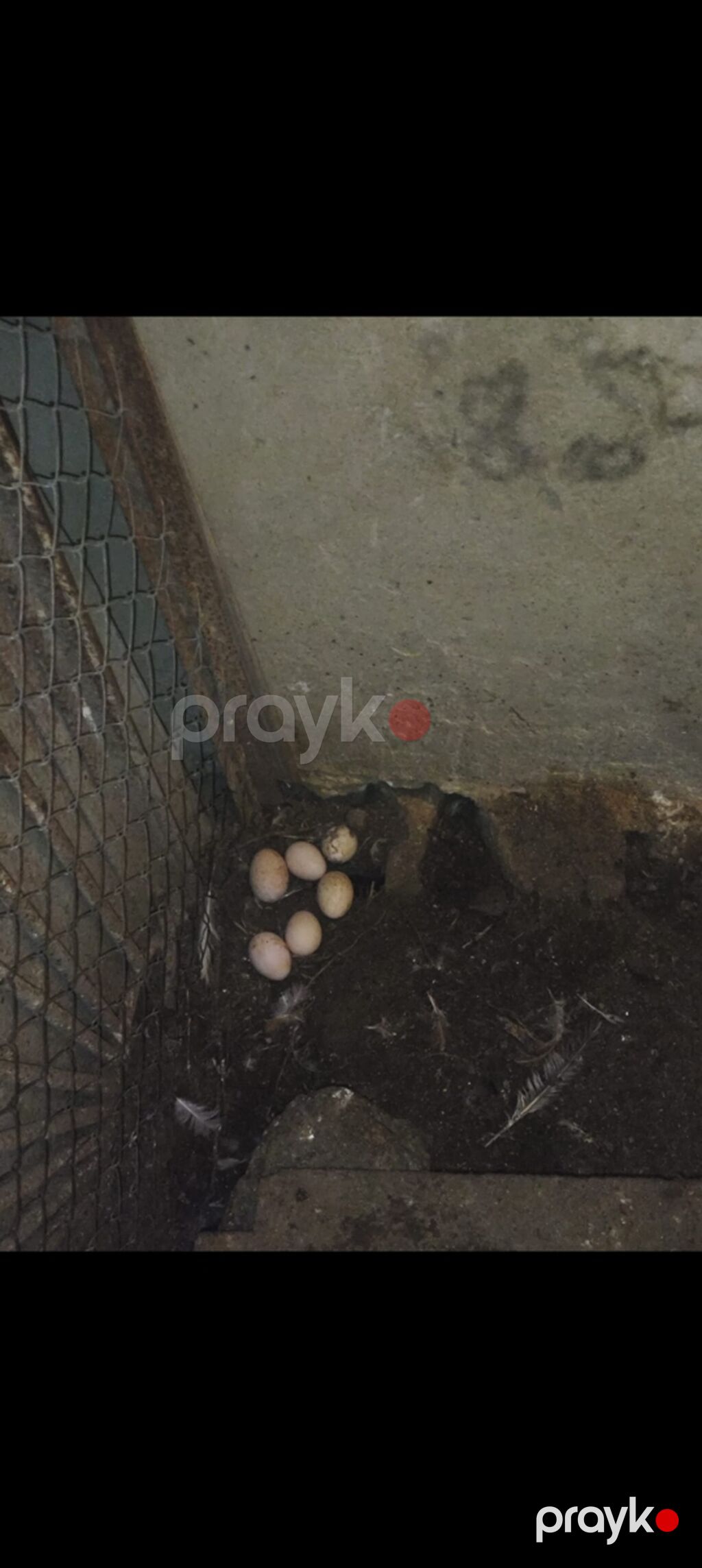 Toyuqlar — Toyuq və xoruz, Sumqayıt (4)