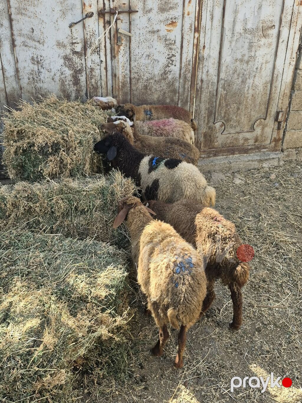 Qoyun-quzu sürüsü satılır - Növ: yerli ətlik-quzu tipli qoyunlar — Kənd təsərrüfatı heyvanları, Mehdiabad (3)