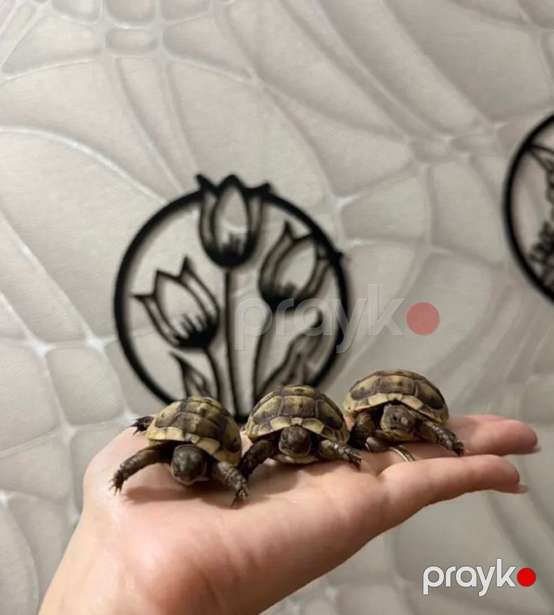 Quru tısbağası — Digər heyvanlar, Bakı (2)
