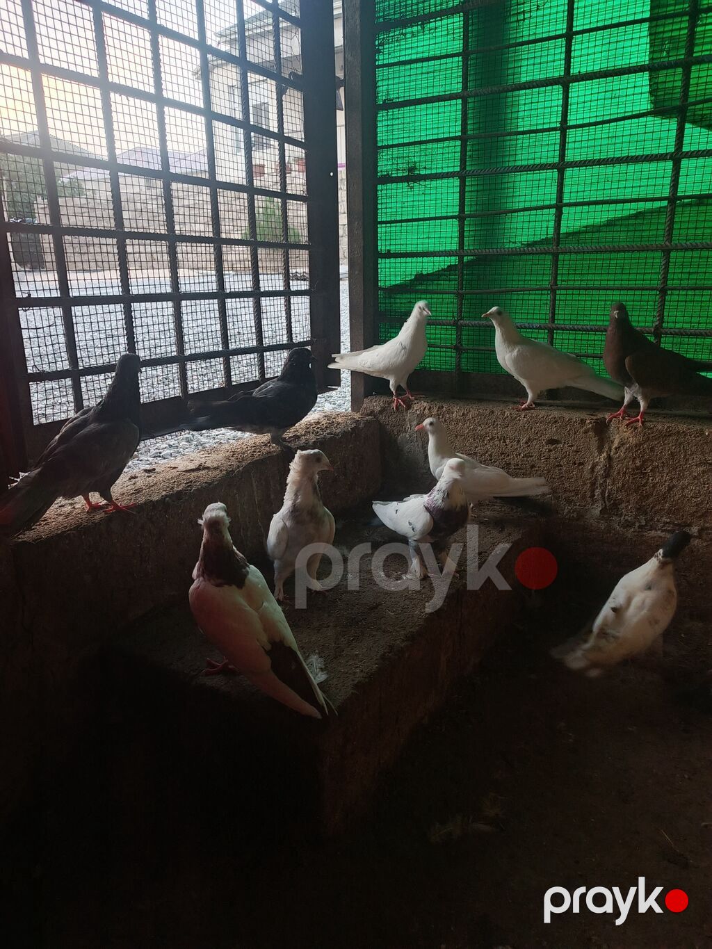 Göyeçin 12 ədəd di cüt olanda var esger gedirəm diye satıram — Göyərçin, Digah (2)