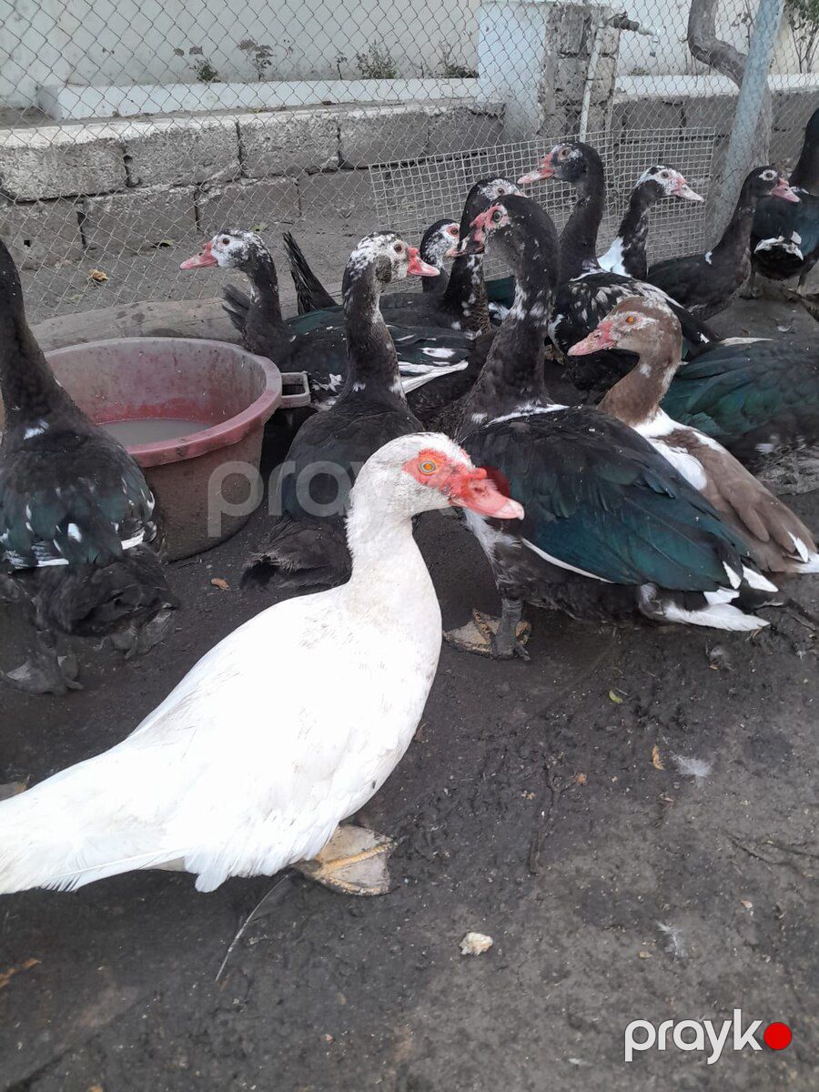 Ördəklər — Quşlar, Xırdalan (2)