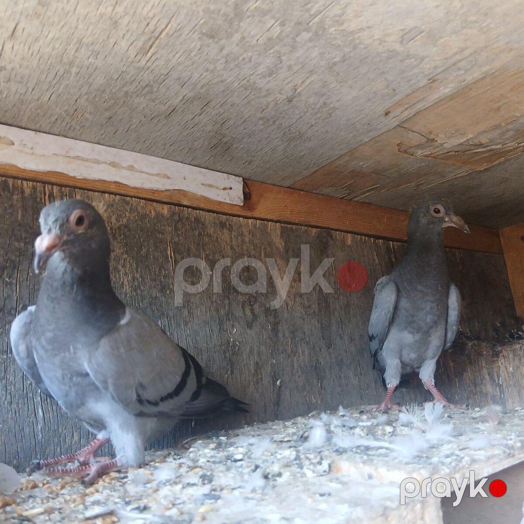 Göyərçinlər — Quşlar, Bakı (9)