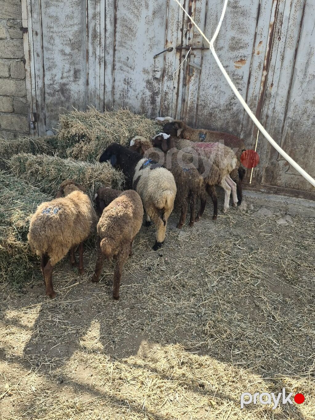 Qoyun-quzu sürüsü satılır - Növ: yerli ətlik-quzu tipli qoyunlar — Kənd təsərrüfatı heyvanları, Mehdiabad (2)