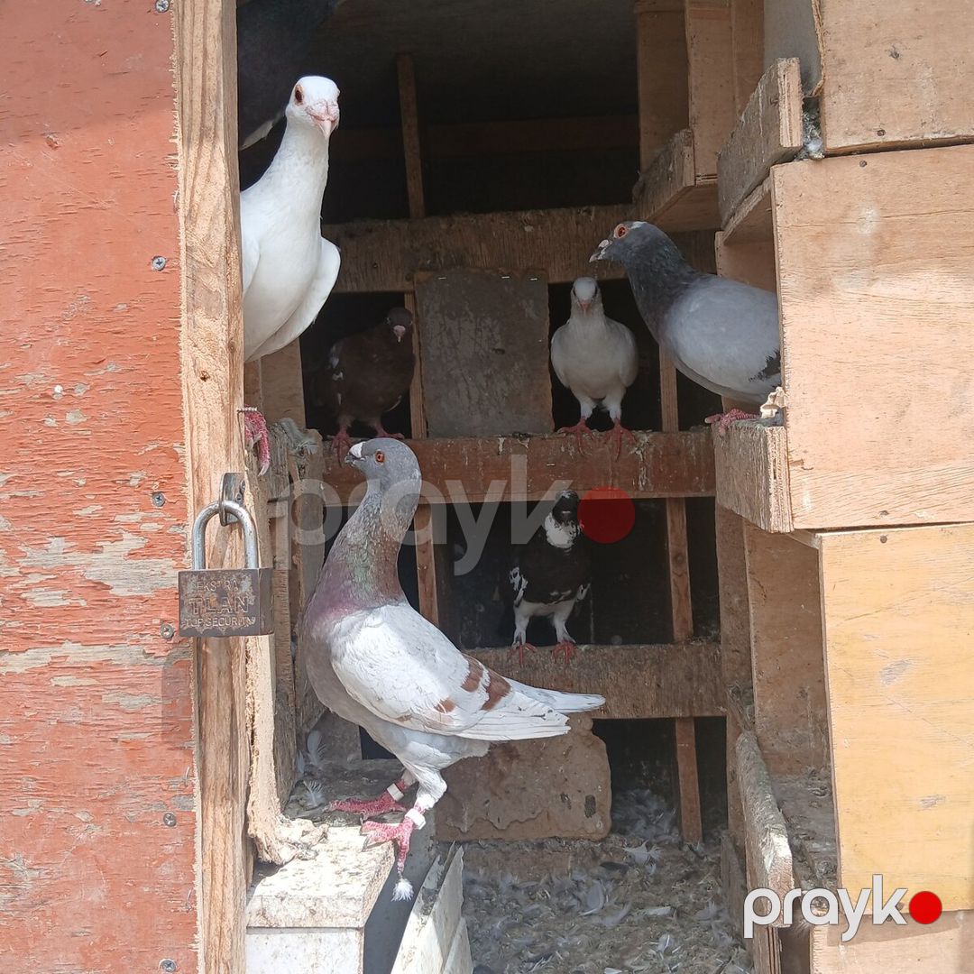 Göyərçinlər — Quşlar, Bakı (2)
