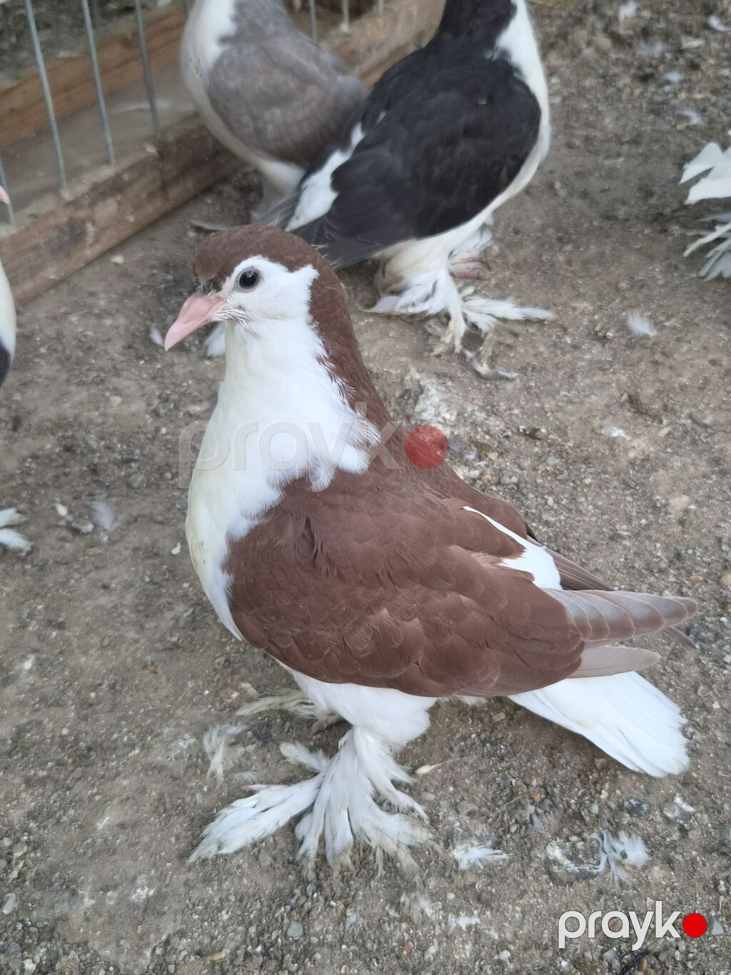 1 cut qirmizi delfin — Göyərçin, Sumqayıt (3)