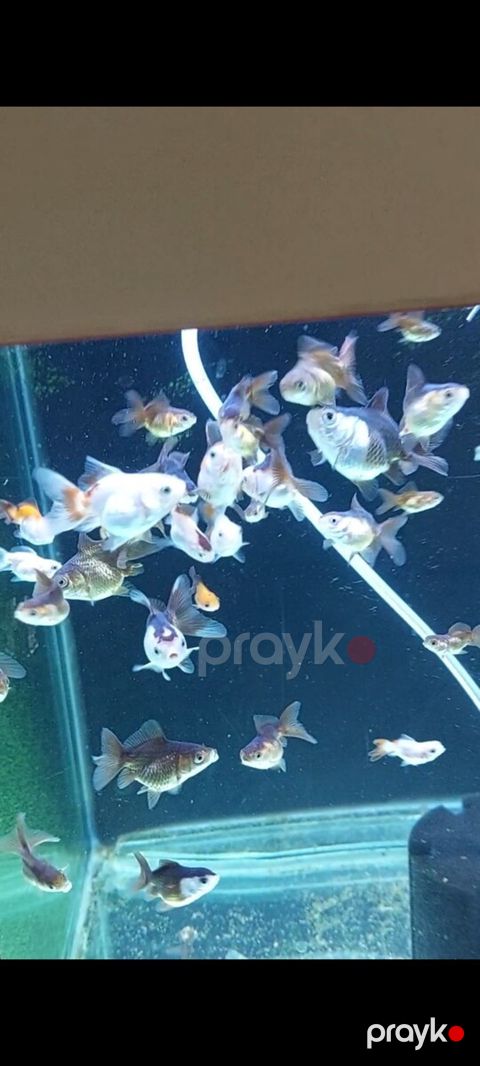 Oranda balığı — Bakı