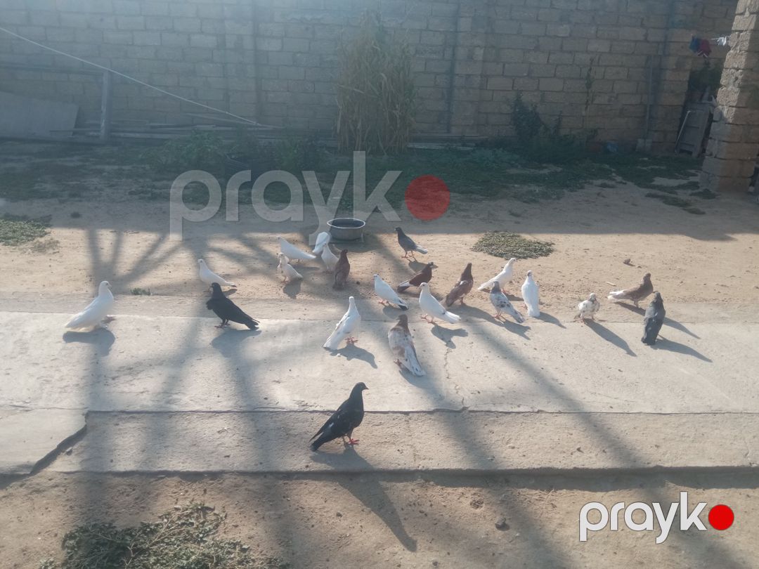 Göyərçinlər — Quşlar, Bakı (7)