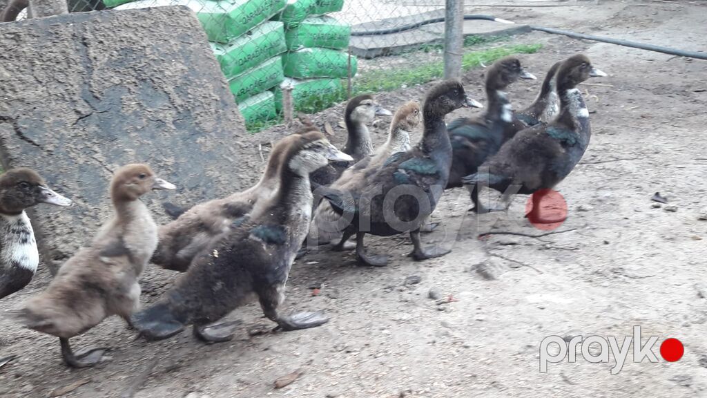 Musk ördəyi balaları (indo ducklings) – qarışıq rənglərdə sürü — Digərləri, Bakı (2)