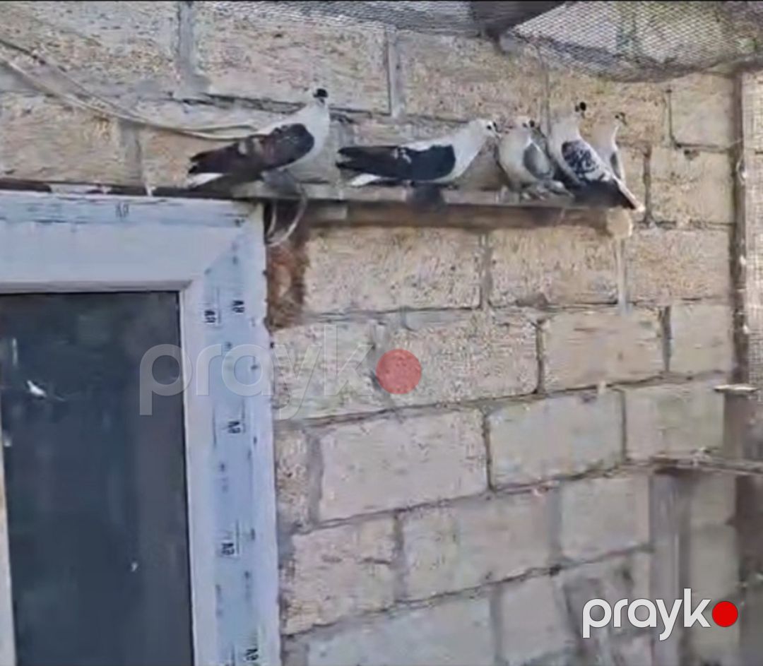 Göyərçinlər — Quşlar, Bakı (2)