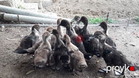 Musk ördəyi balaları (indo ducklings) – qarışıq rənglərdə sürü — Bakı