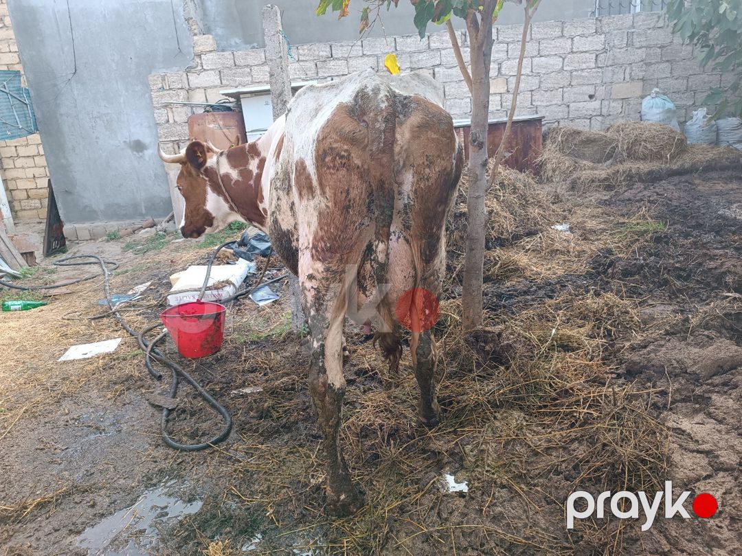 Simmental mələzi — Kənd təsərrüfatı heyvanları, Bakı (4)