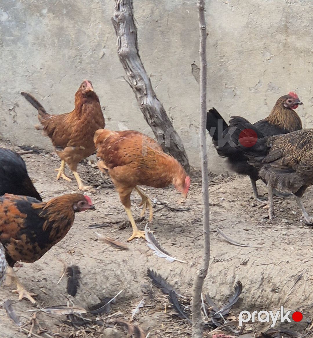 Toyuqlar — Quşlar, Bakı (6)