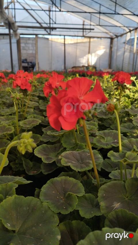 Geranium — Bakı