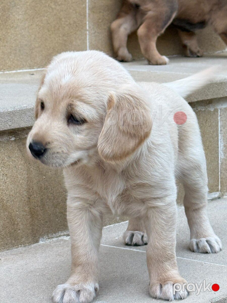 Labrador Retriver balaları — Köpəklər, Bakı (4)