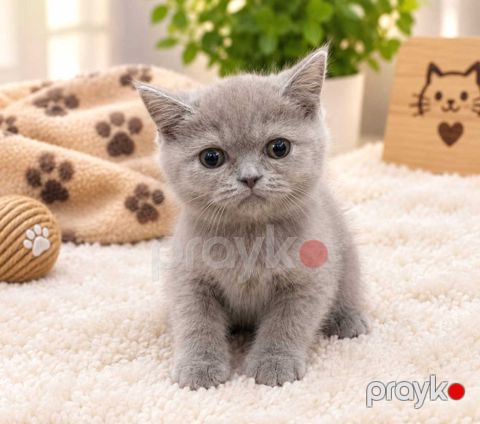 British shorthair — Bakı