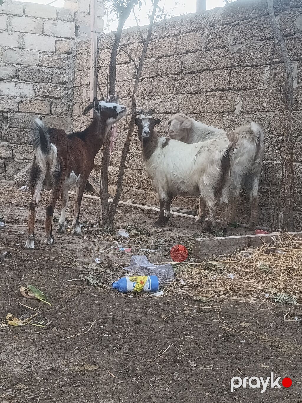 Salam Bir Erkey təkə iki boğaz keçi bir alipin mələzi ikisdə — Kənd təsərrüfatı heyvanları, Digah (2)