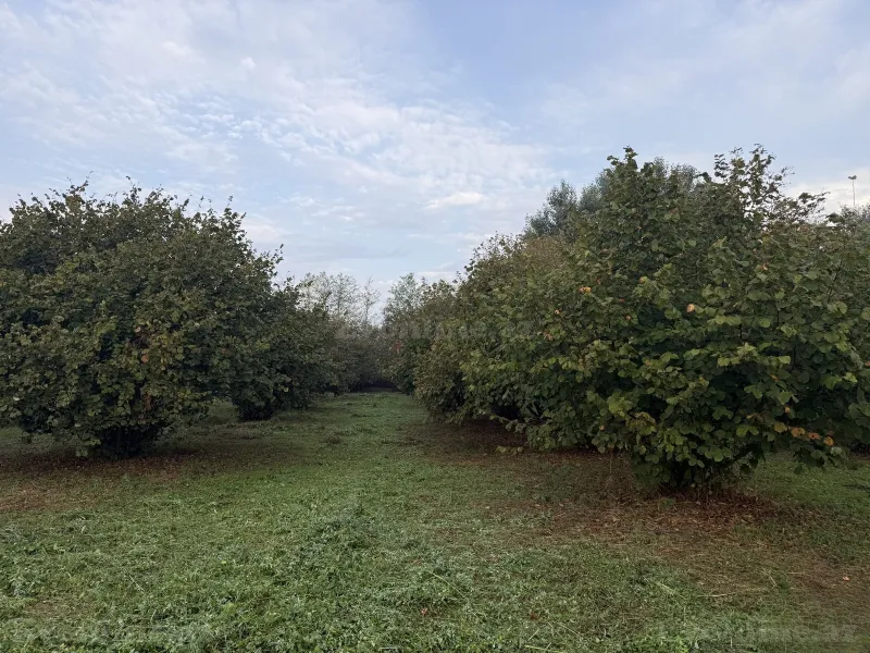 Satılır Torpaq 90 sot Zaqatala — Torpaq, Zaqatala (3)