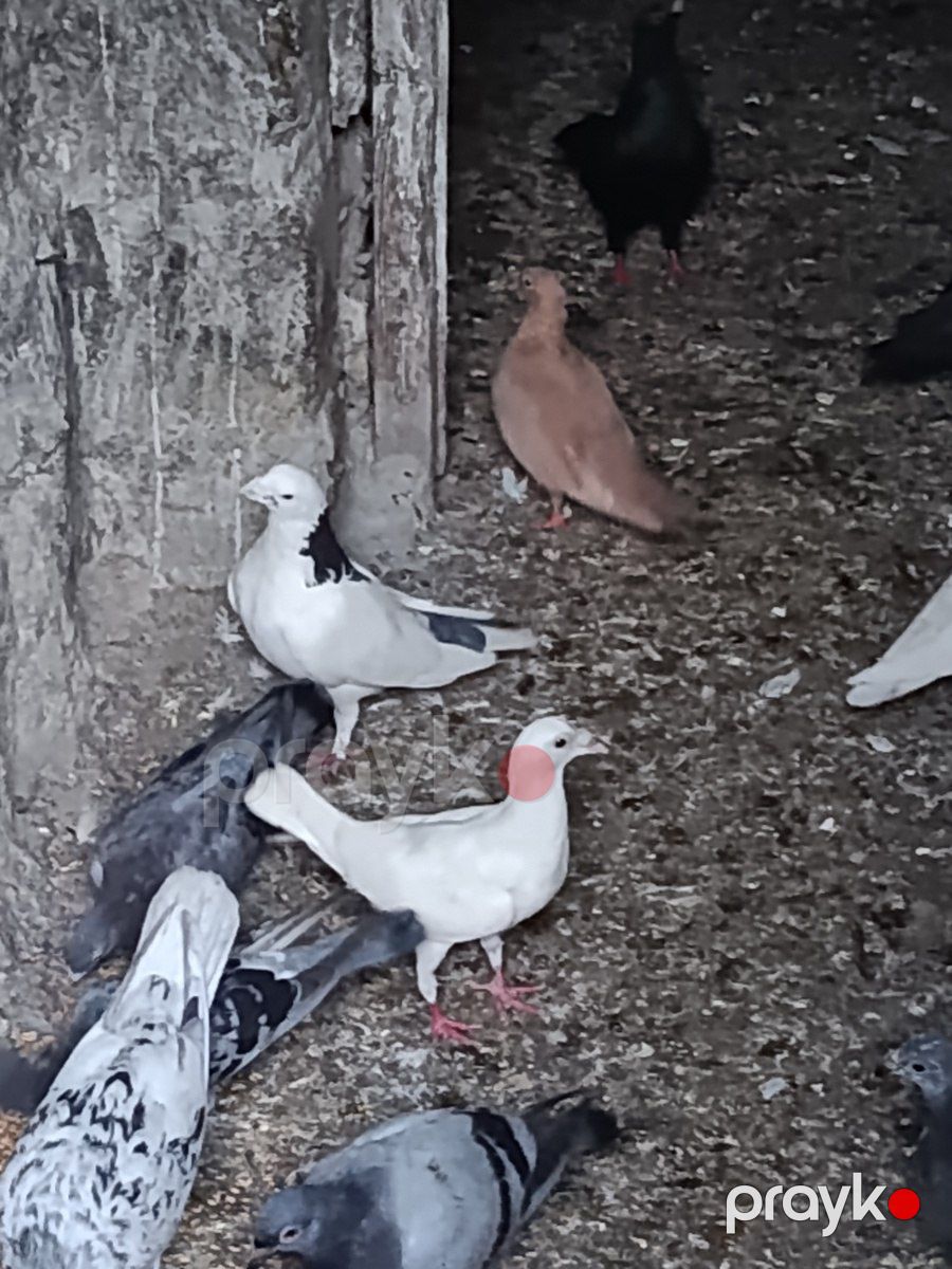 Göyərçinlər — Quşlar, Bakı (3)