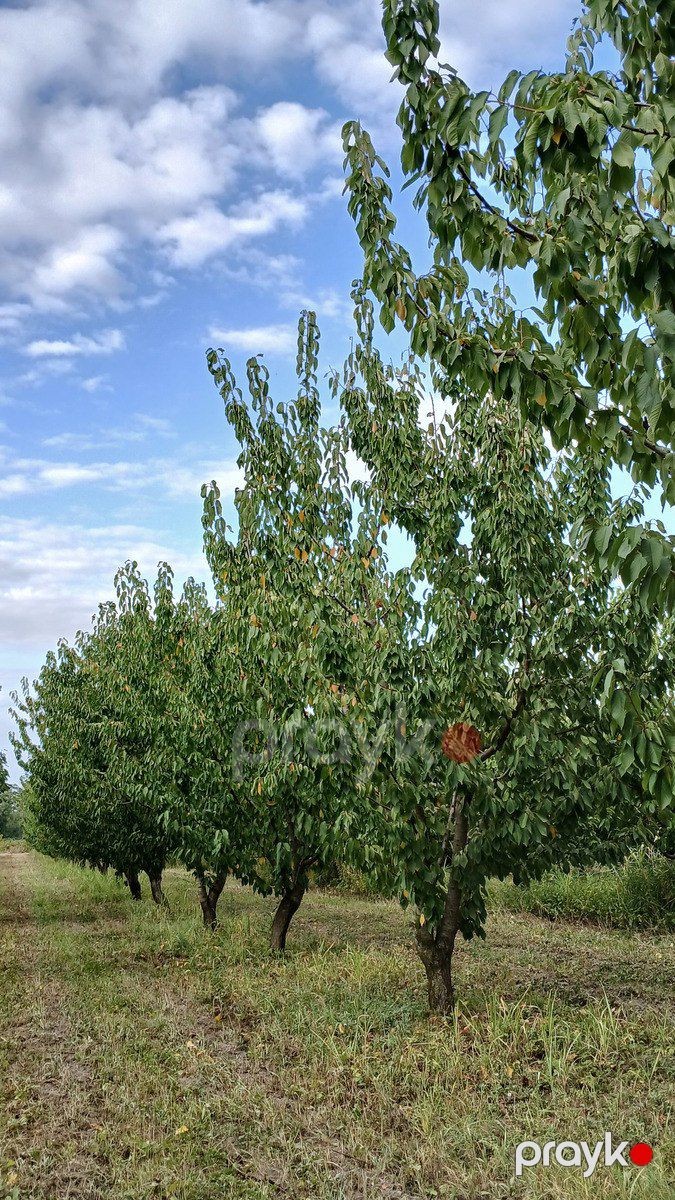 Satılır torpaq 150 sot — Torpaq, Quba (2)