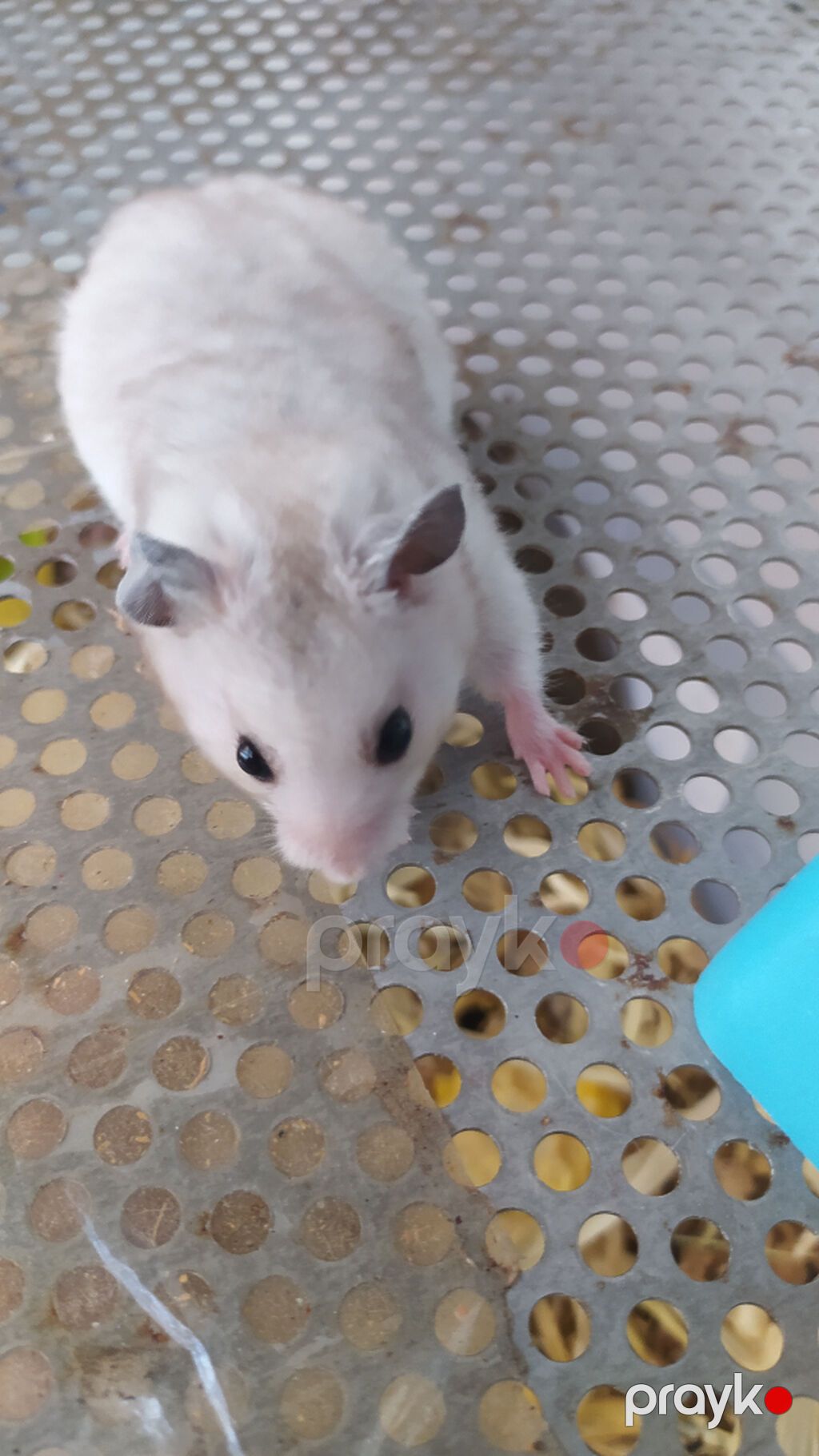 Xamyaklar Hamster. Uşaqların sevinci. Əldə oynayan xamyaklar — Kəmiçilər, Xırdalan (3)