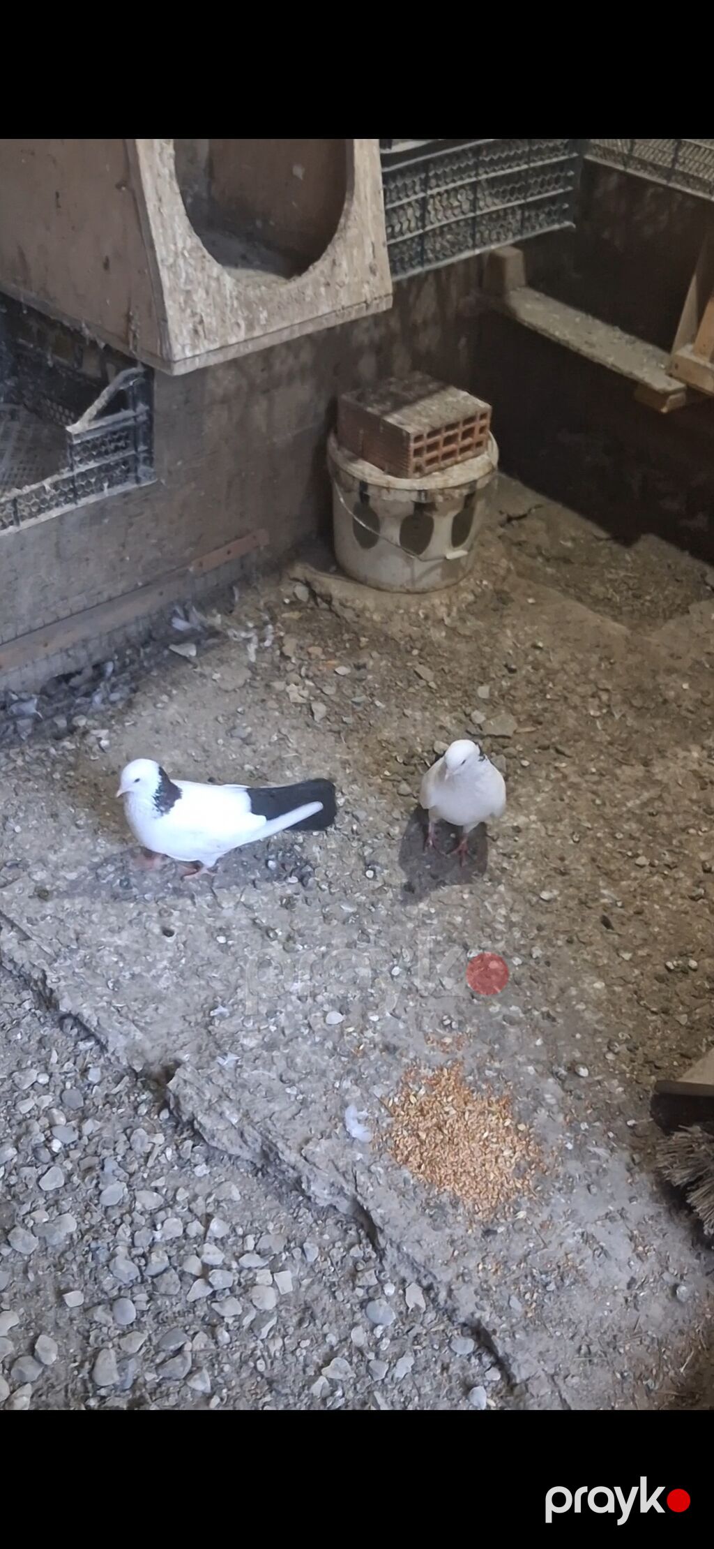 Peçat abrez təmiz heyvanlardı biri erkəkdi biri maya — Göyərçin, Bakı (2)