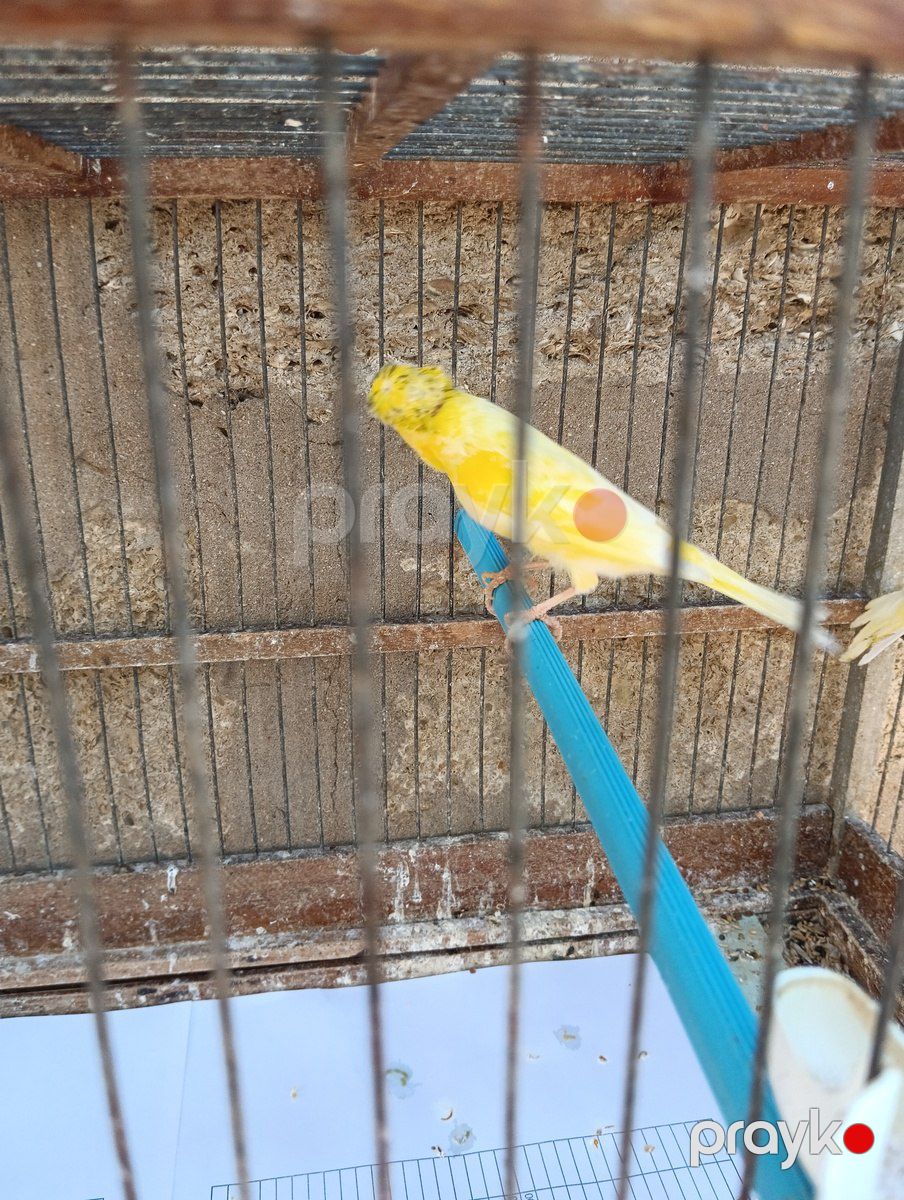 Bülbüllər — Quşlar, Bakı (6)