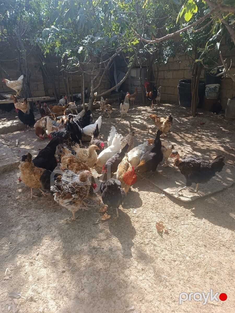 Toyuqlar — Quşlar, Bakı (3)