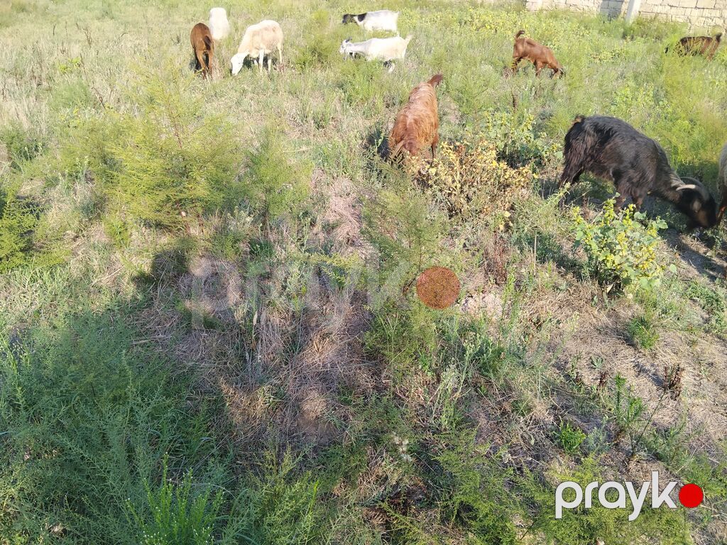Salam damzdga kesglik saxlmag hər cürə kecleri var hər qiymətə var — Kənd təsərrüfatı heyvanları, Fatmayı (7)