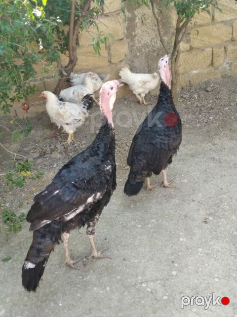 Hinduşkalar — Bakı