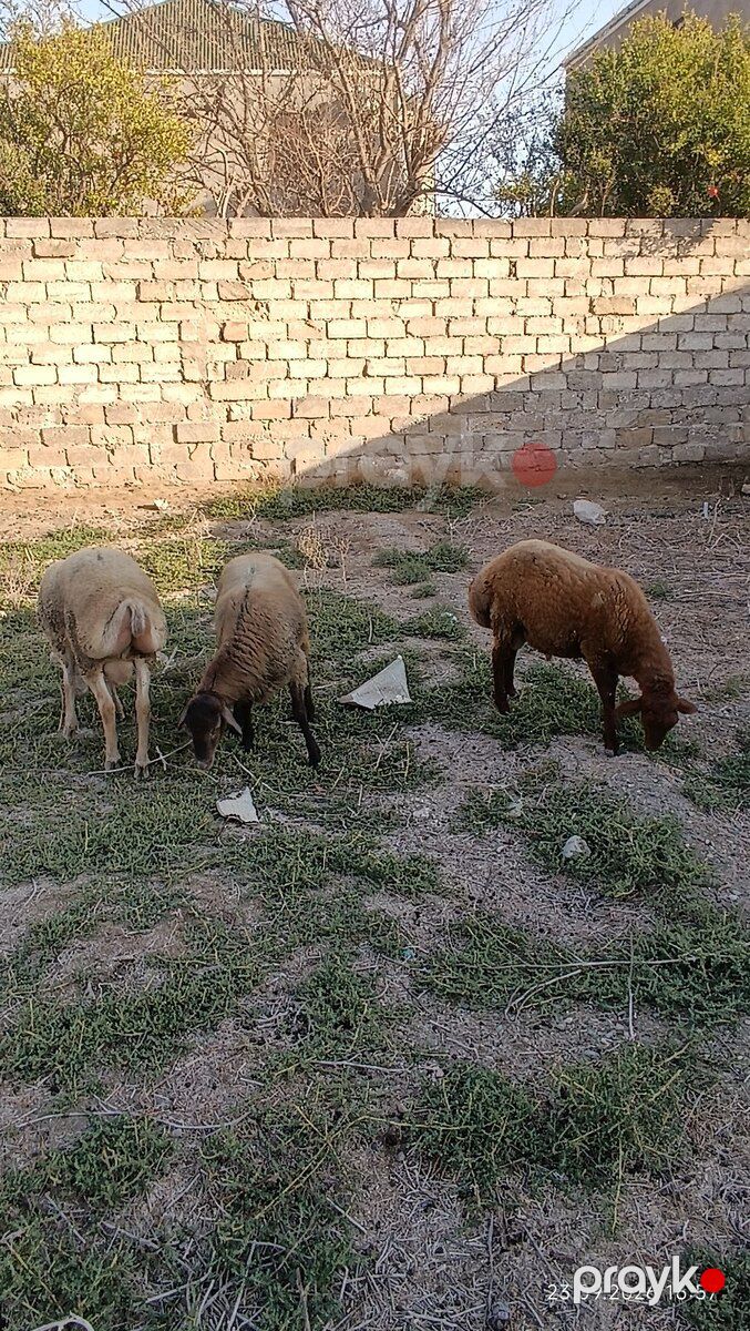 Erkək quzu — Kənd təsərrüfatı heyvanları, Bakı (6)