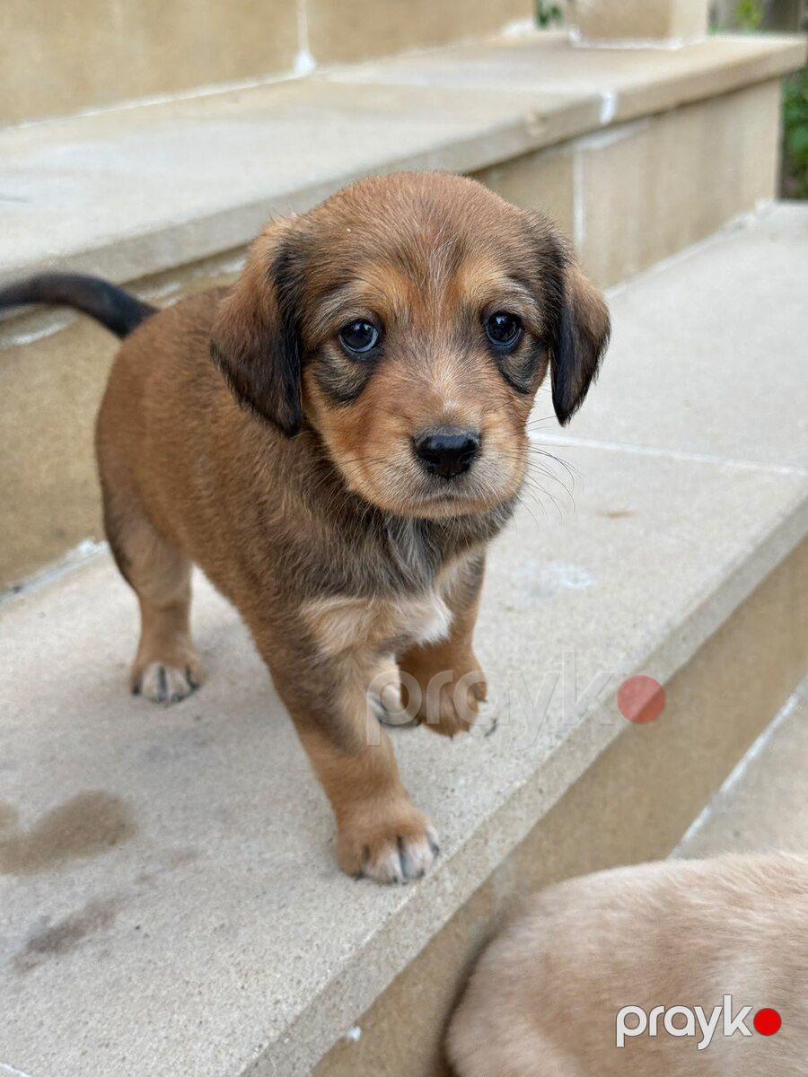 Labrador Retriver balaları — Köpəklər, Bakı (2)