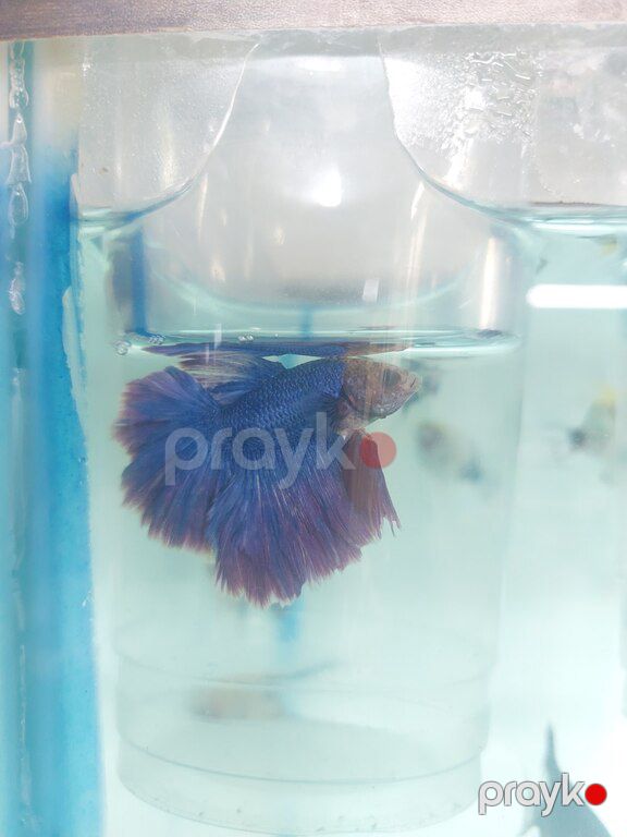 Beta balığı — Akvariumlar və balıqlar, Xırdalan (2)