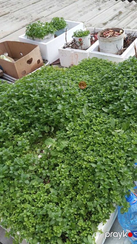 İcarəyə verilir 3 otaqlı həyət evi/bağ evi 22 m² — Lənkəran