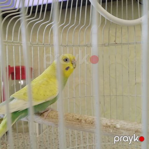 Dalmatin rəng çaları olan dalğalı tutuquşu (budgerigar) və qəfəs — Bakı