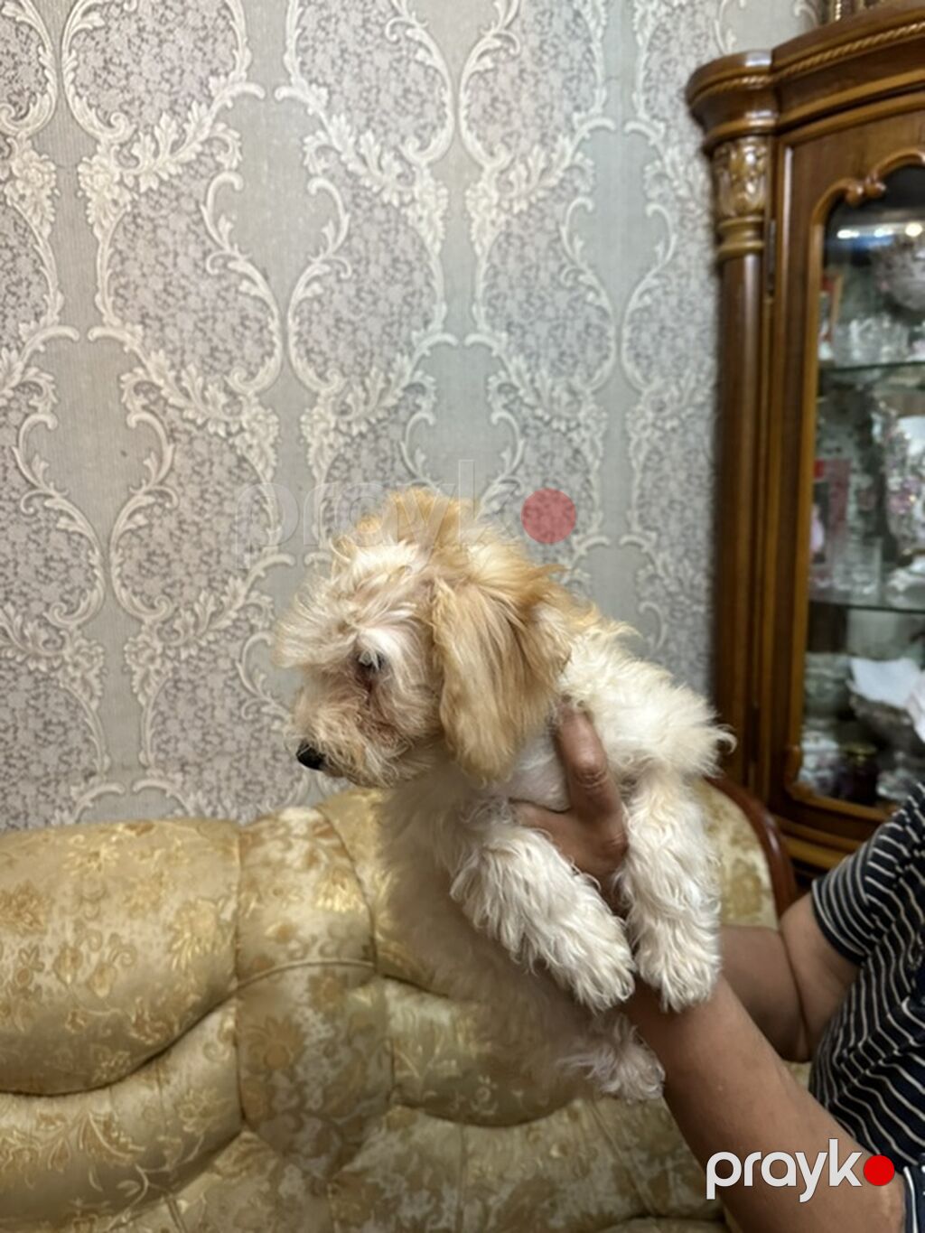 Pudel, 3 ay, Erkək, Ünvandan götürmə, Ödənişli çatdırılma — Köpəklər, Bakı (8)