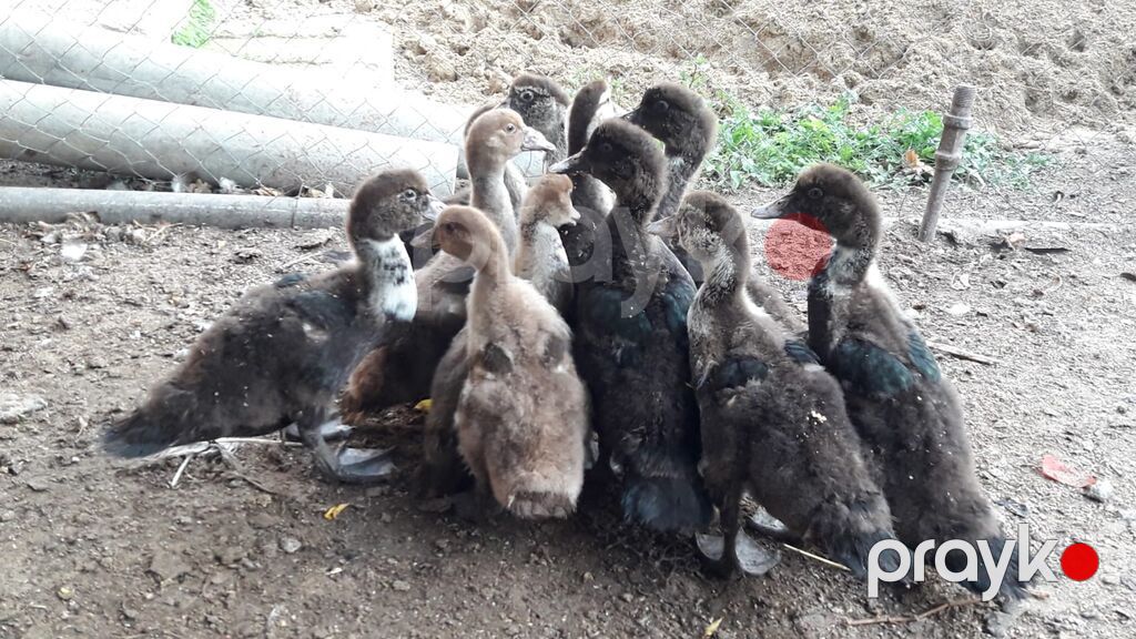 Musk ördəyi balaları (indo ducklings) – qarışıq rənglərdə sürü — Digərləri, Bakı (3)