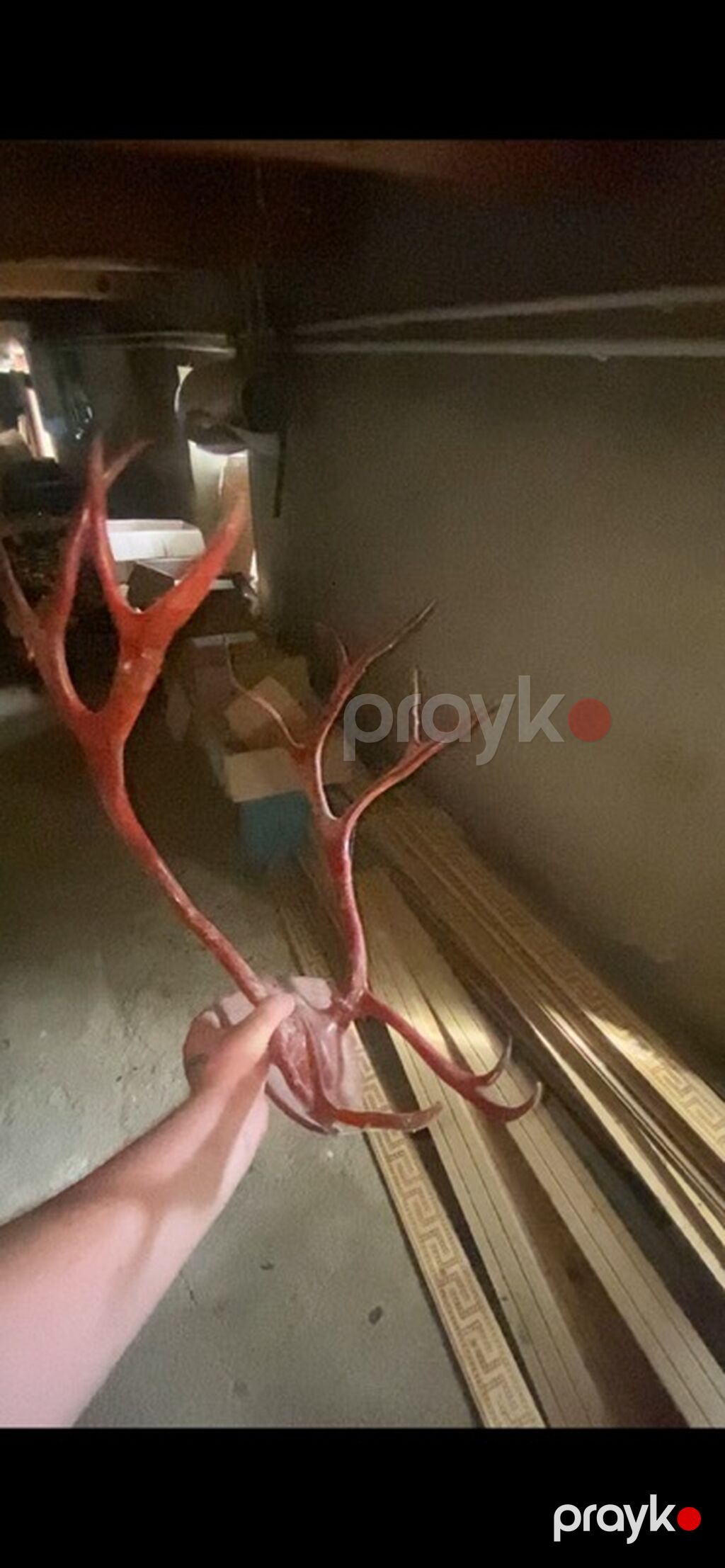 Qırmızı dekorativ “maral buynuzu” instalyasiyası - Material: yüngül — Digər, Mehdiabad (3)