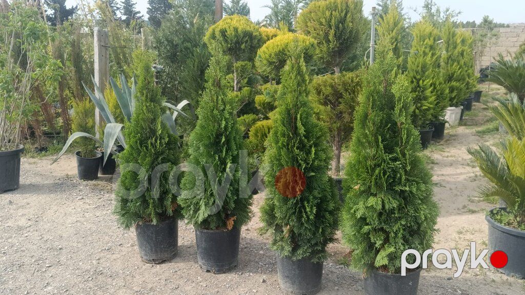 Həmişə yaşıl ağaclar — Bitkilər, Bakı (4)