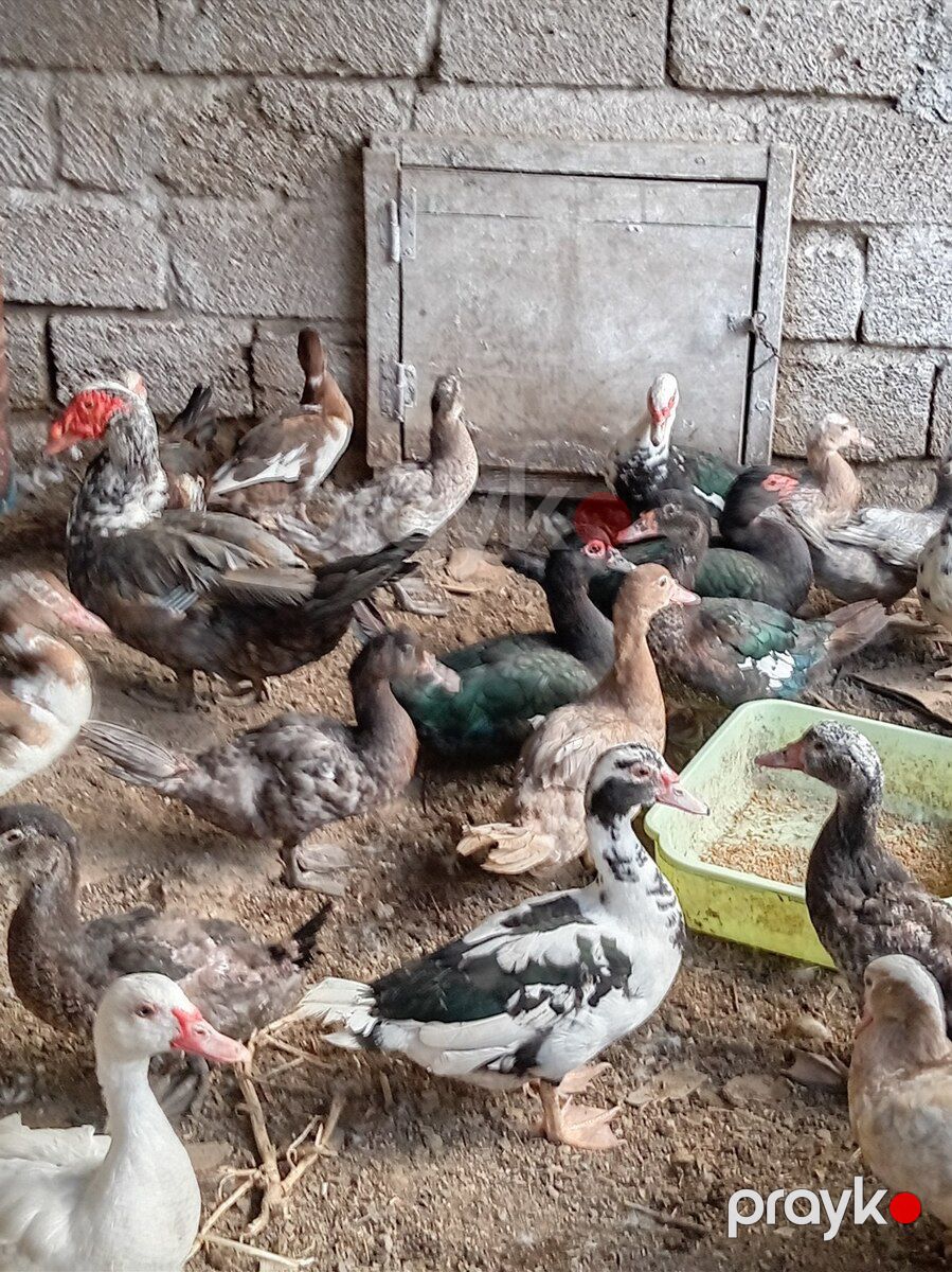 Ördəklər — Quşlar, Bakı (2)