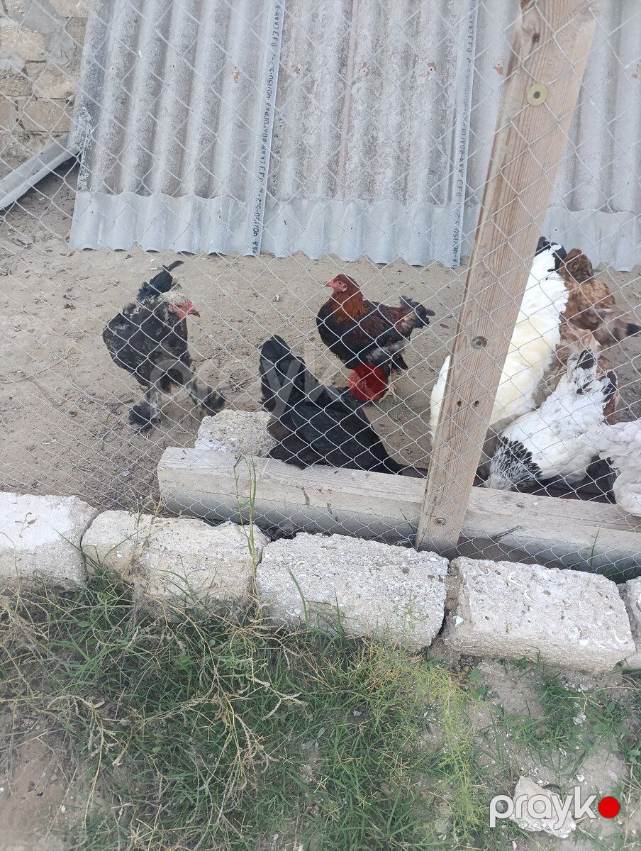 Brama toyuqları — Quşlar, Bakı (6)