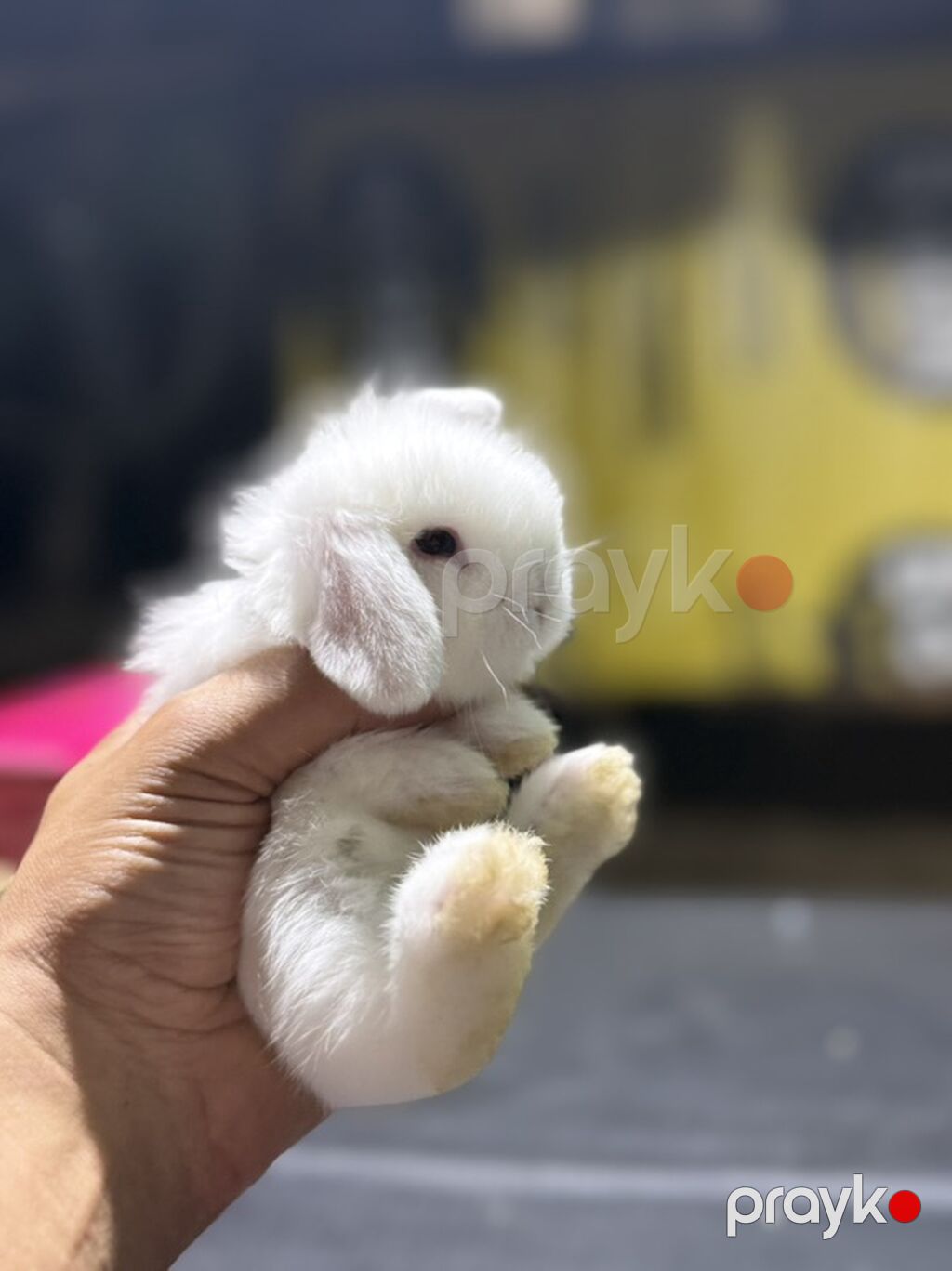 Mini Lop (asqılıqulaq) balaları - Cins: Mini Lop (asqılı qulaqlar — Dovşanlar, Xırdalan (3)