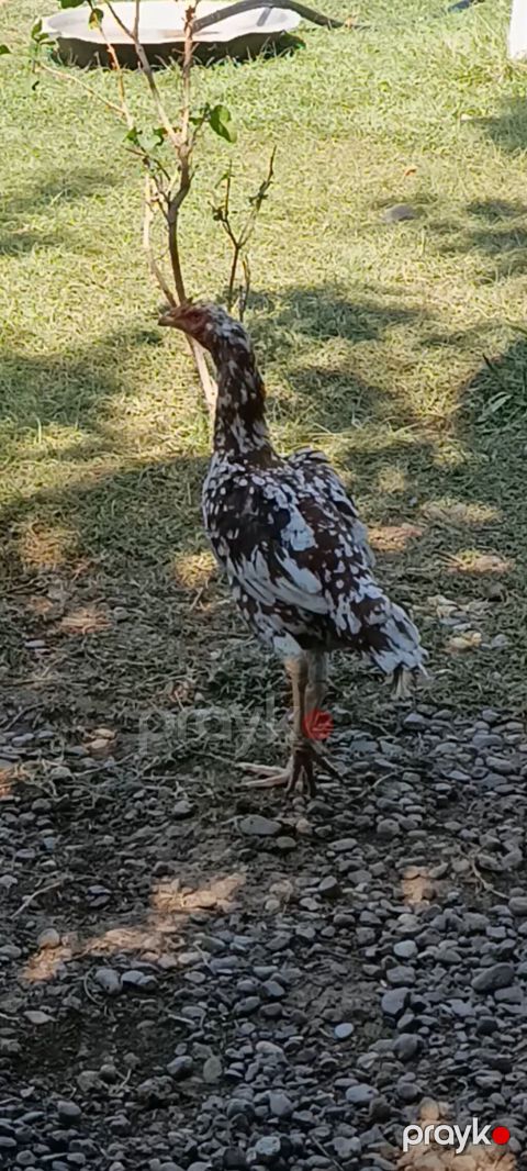 Toyuq, Damazlıq — Horadiz