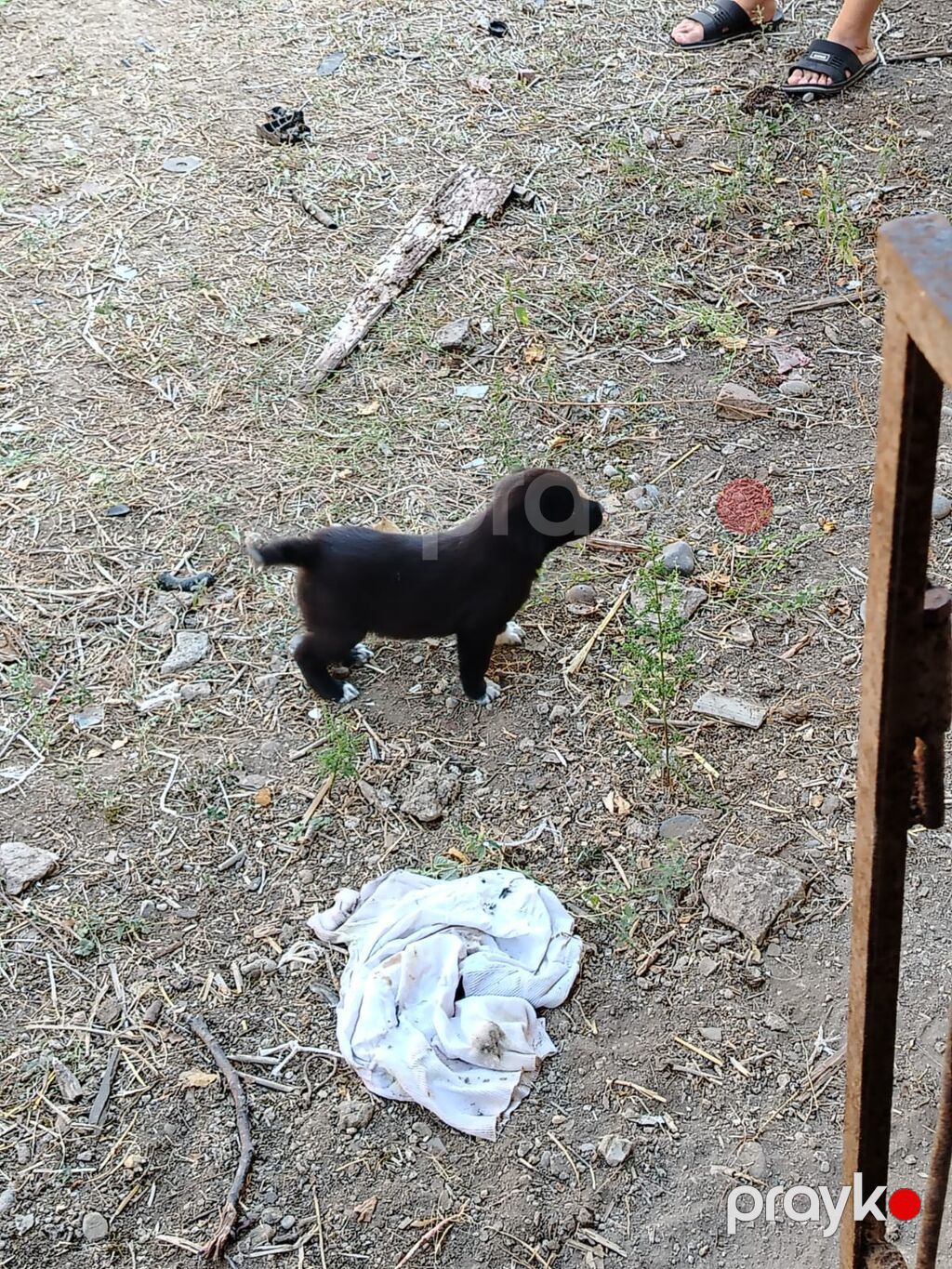 1 ay, Dişi, Ünvandan götürmə — Köpəklər, Cəlilabad (3)