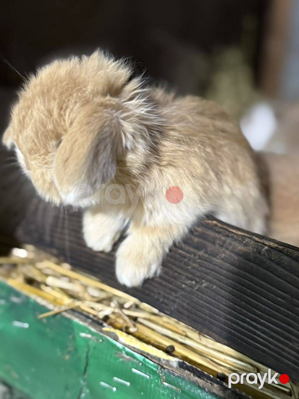 Mini Lop (asqılıqulaq) balaları - Cins: Mini Lop (asqılı qulaqlar — Dovşanlar, Xırdalan (5)