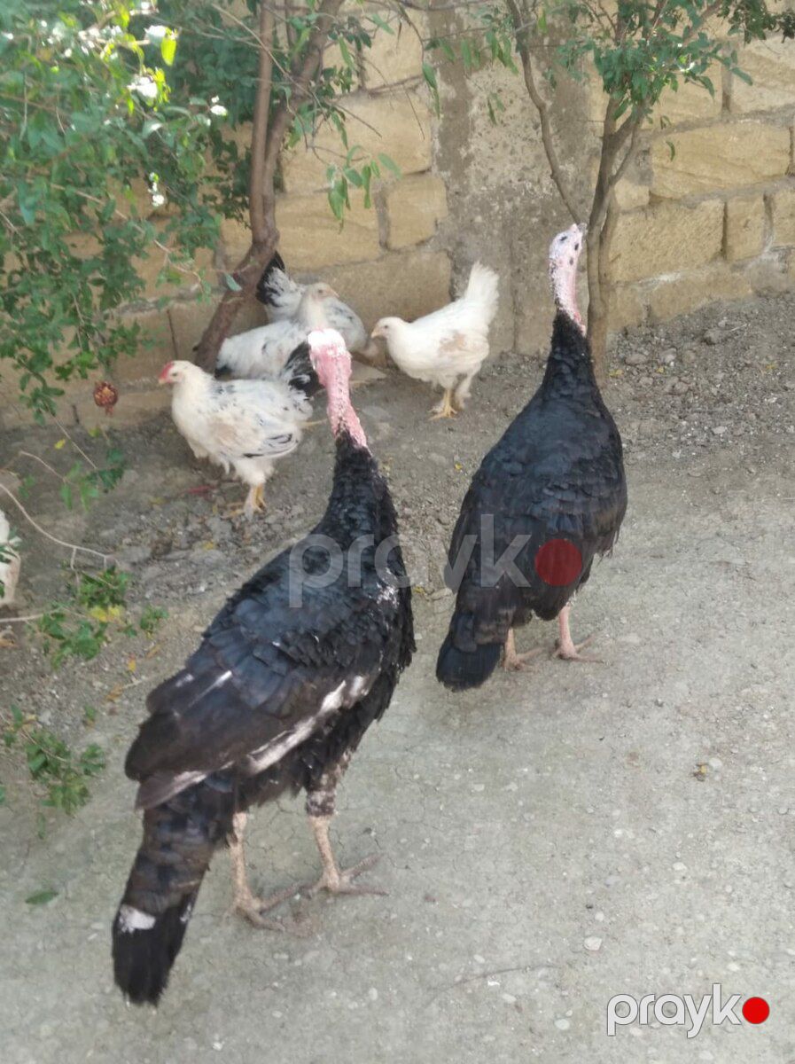 Hinduşkalar — Quşlar, Bakı (2)