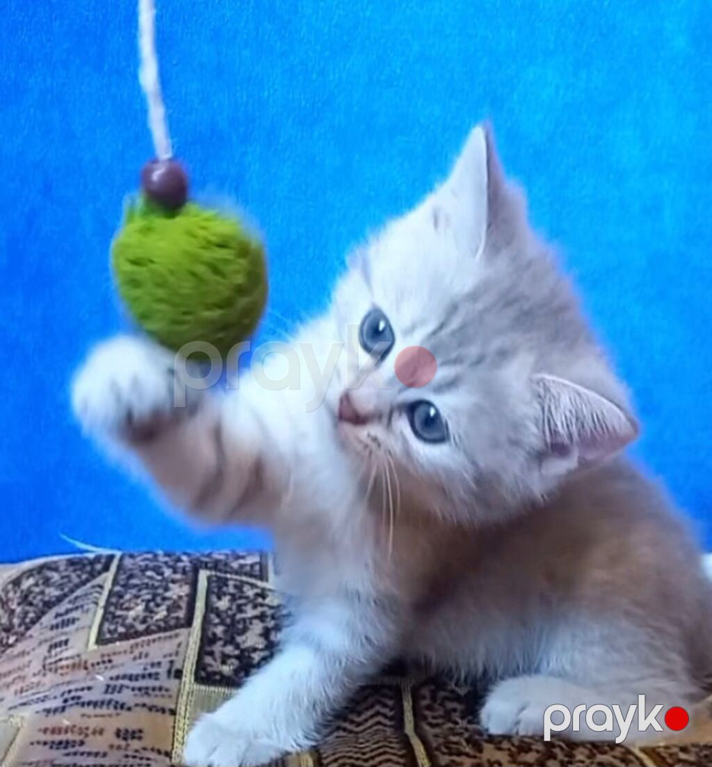 Dişi, Yaxşı əllərə, Ünvandan götürmə — Pişiklər, Bakı (3)