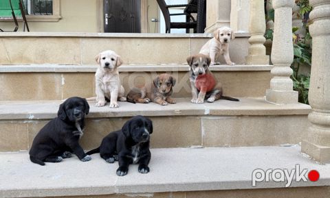 Labrador Retriver balaları — Bakı