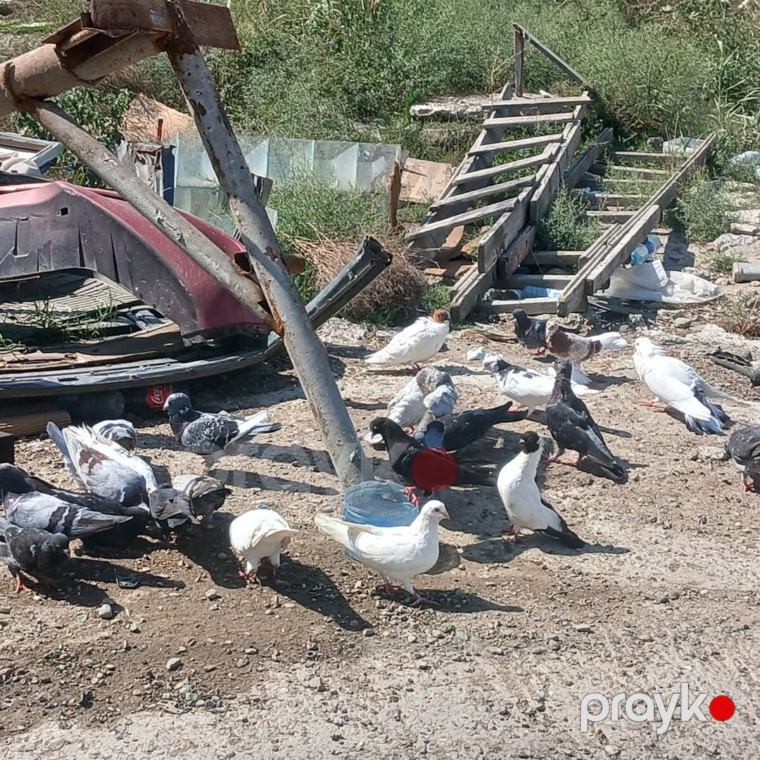 Göyərçinlər — Quşlar, Bakı (12)